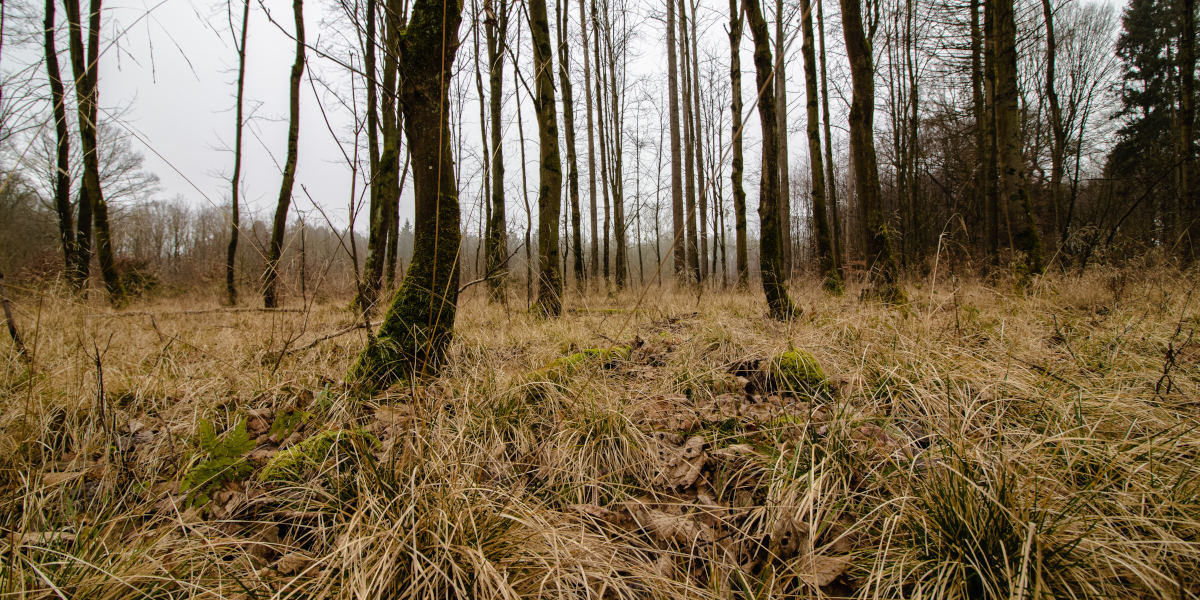 Défrichage Le Havre