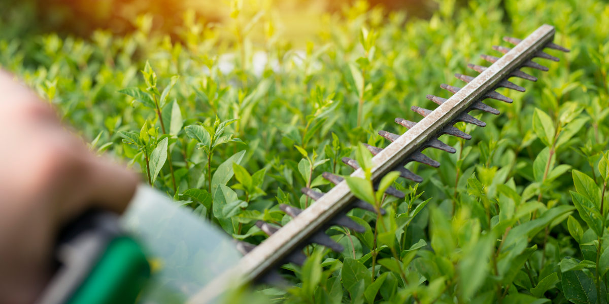 Taille de haie Le Havre