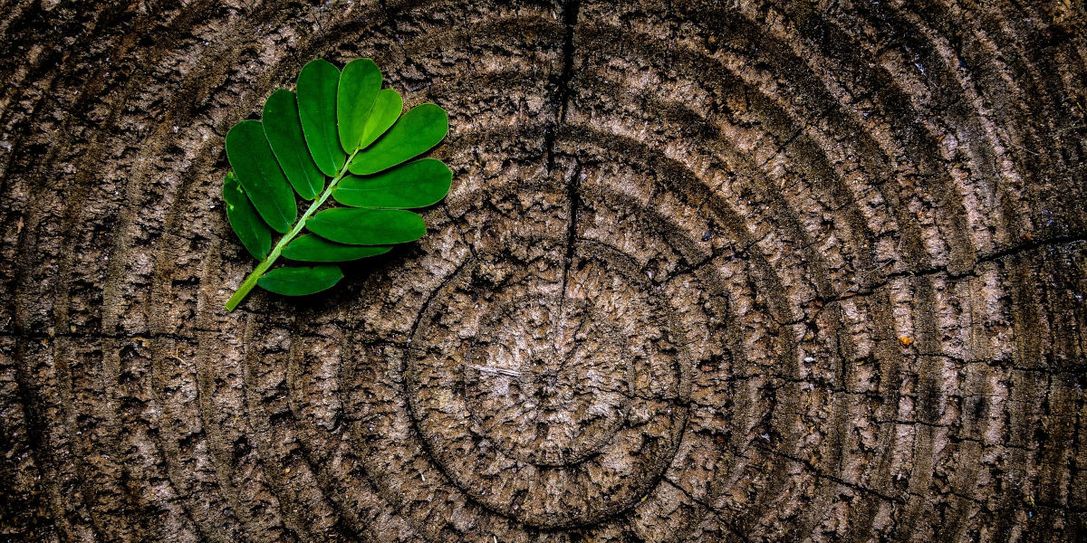 Abattage d'arbre Le Havre