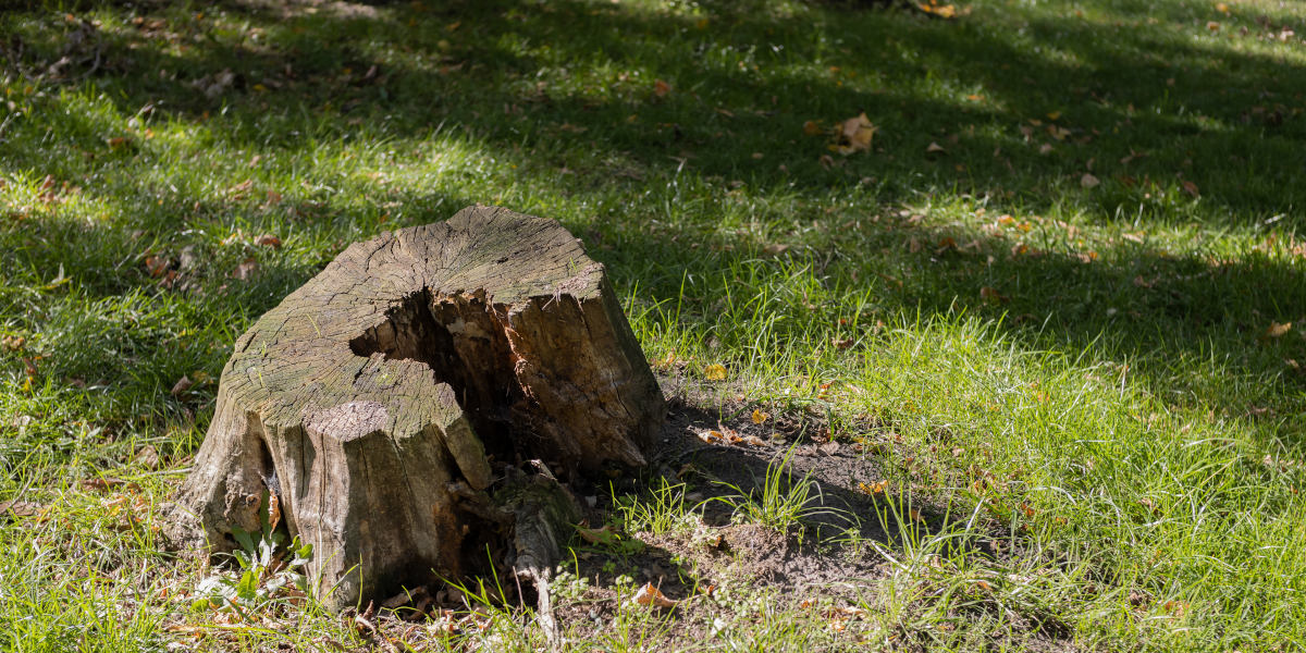 Déssouchage Le Havre