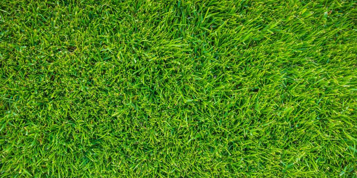 Tonte de pelouse Le Havre