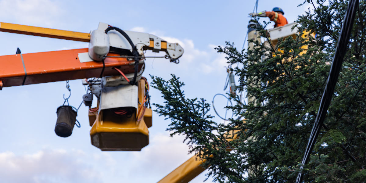 Elagage sous cables Le Havre