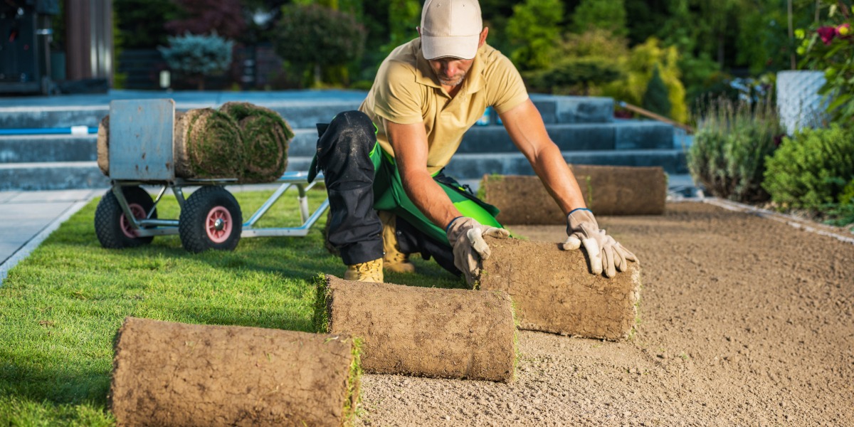Engazonnement Le Havre