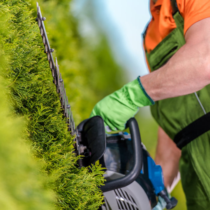 Taille de haie Le Havre