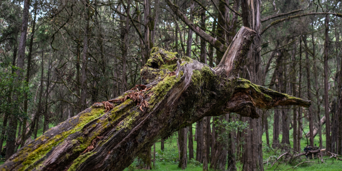 Elagage d'arbre dangereux Le Havre