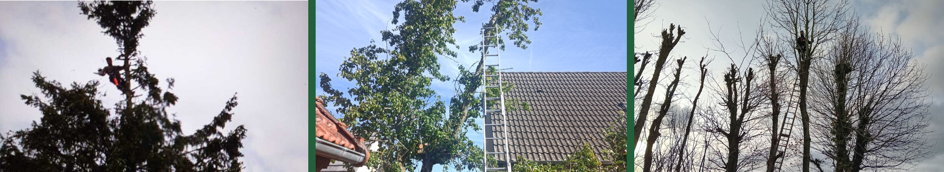 Réalisation de votre élagueur Le Havre