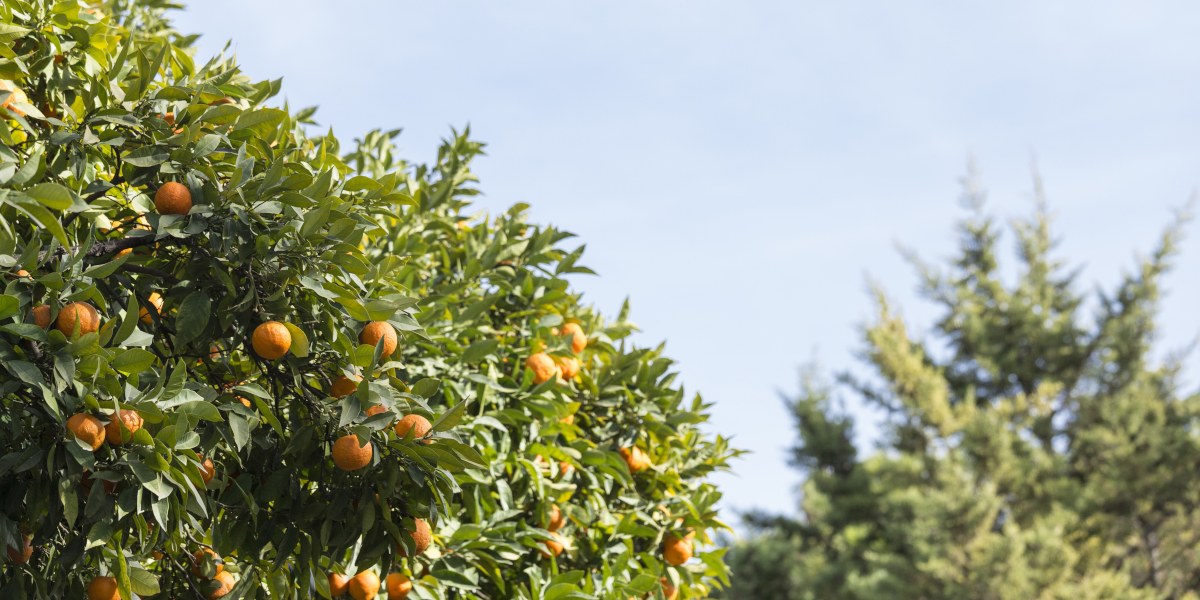 Taille d'arbres fruitiers Le Havre